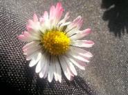 Flower*